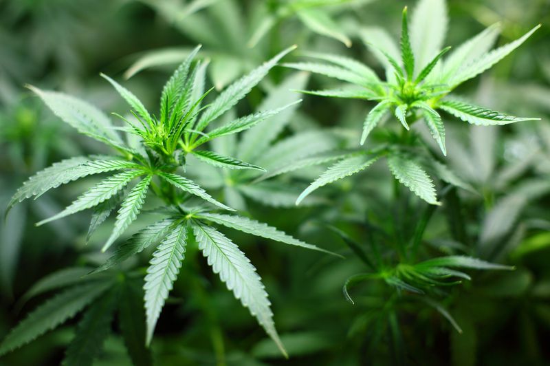 Neue Studie enthüllt den Zusammenhang zwischen Cannabis und Schulnoten