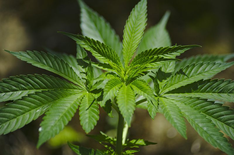Diese deutsche Stadt möchte jetzt Cannabis umsonst verteilen