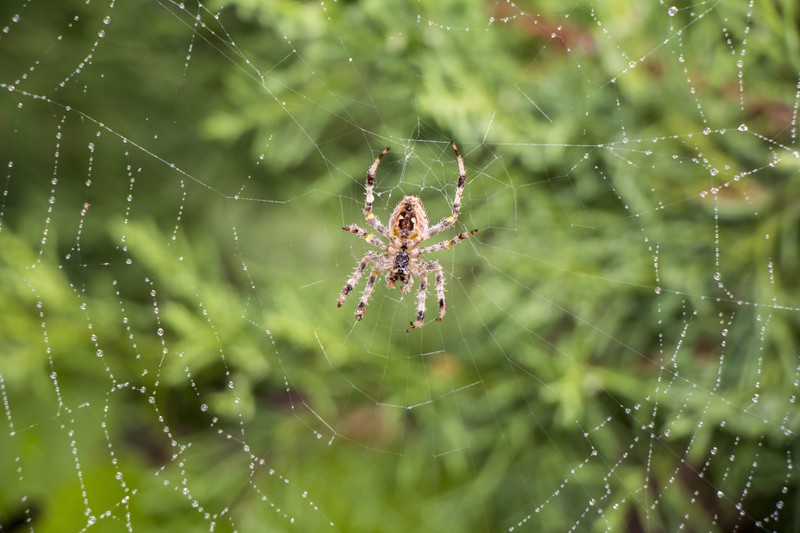 Zu sehen ist eine Spinne, die in ihrem Netz sitzt.