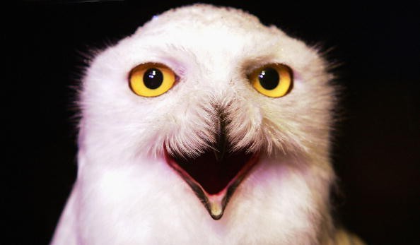 Zehn unbekannte Wahrheiten über Harry Potter