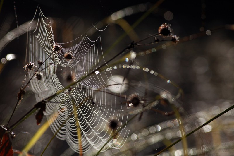 Große Spinnen vermehrt in deutschen Haushalten gefunden