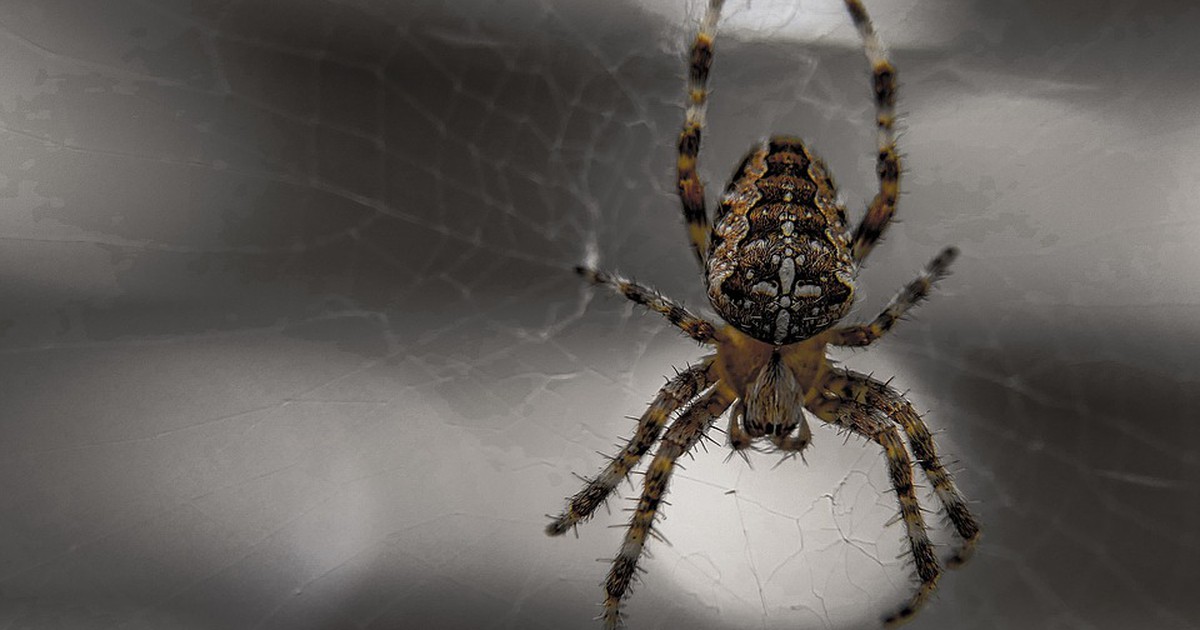 Große Spinnen vermehrt in deutschen Haushalten gefunden