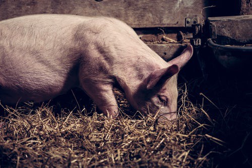 Warum für Fleischersatz-Produkte mehr Tiere sterben als für "Original"-Fleisch