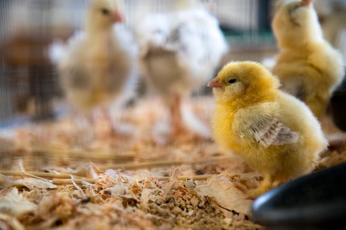 Warum für Fleischersatz-Produkte mehr Tiere sterben als für "Original"-Fleisch