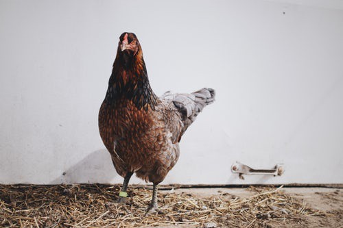 Warum für Fleischersatz-Produkte mehr Tiere sterben als für "Original"-Fleisch