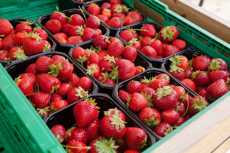 Erbeeren mit Bioqualität für den günstigen Preis ergaunern, ist eine Straftat.