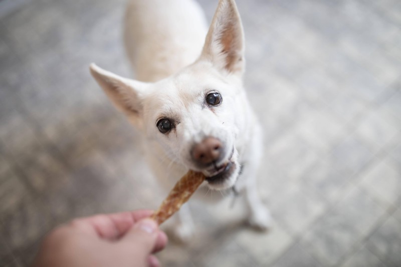 Wenn Hunde mit ihren Menschen Futter „teilen“, haben sie eine sehr starke, liebevolle Bindung.