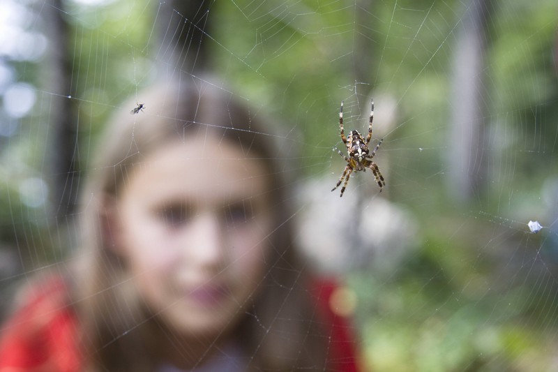 Spinnen sind als Insektenfänger eigentlich unentbehrlich.