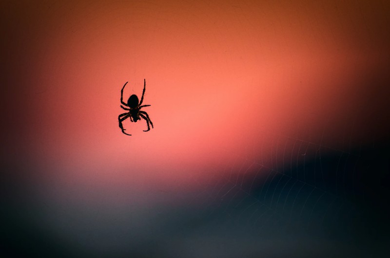Um diese Uhrzeit krabbeln Spinnen in deiner Wohnung