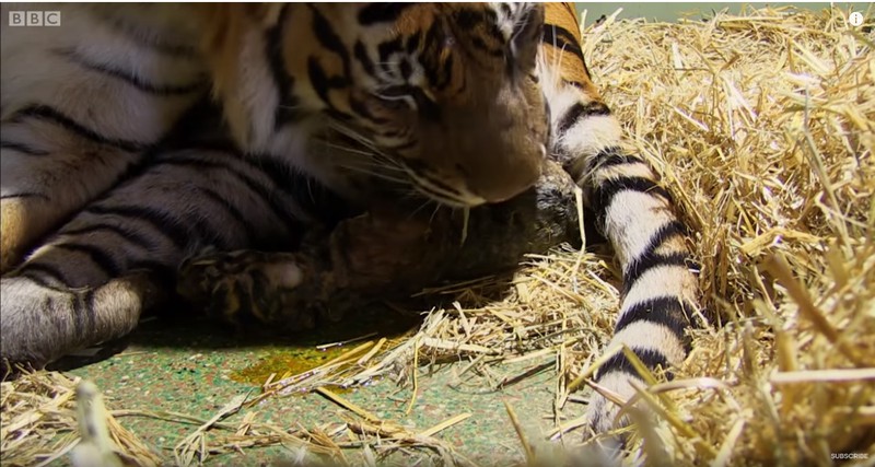 Tiger-Mutter kriegt ein lebloses Baby - doch ihr Mutterinstinkt lässt alle staunen