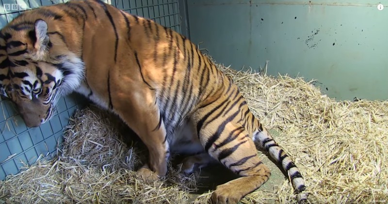 Tiger-Mutter kriegt ein lebloses Baby - doch ihr Mutterinstinkt lässt alle staunen