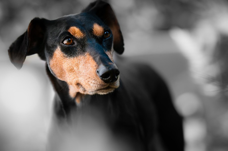 Tragisch: Frau schläfert Hund ein, damit sie ihn nicht hergeben muss