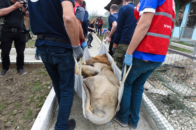 Tiere aus Europas schlimmstem Zoo endlich befreit