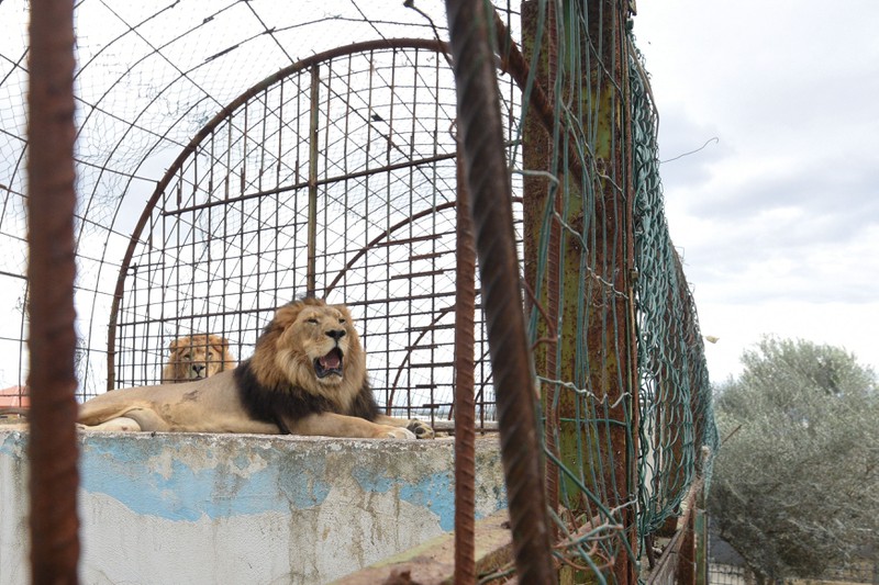 Tiere aus Europas schlimmstem Zoo endlich befreit