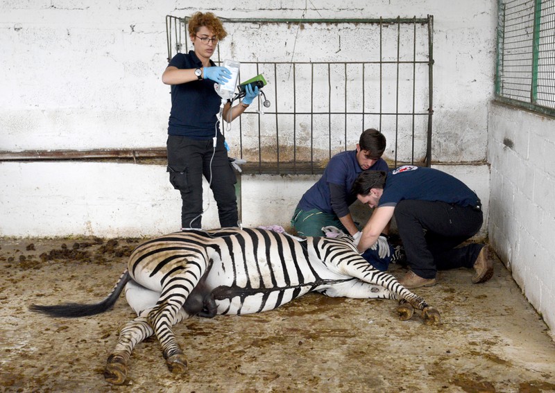 Tiere aus Europas schlimmstem Zoo endlich befreit