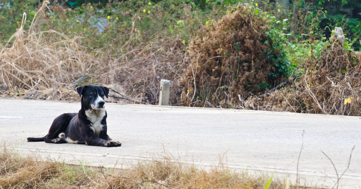 Hund wartet seit 80 Tagen auf sein verstorbenes Frauchen