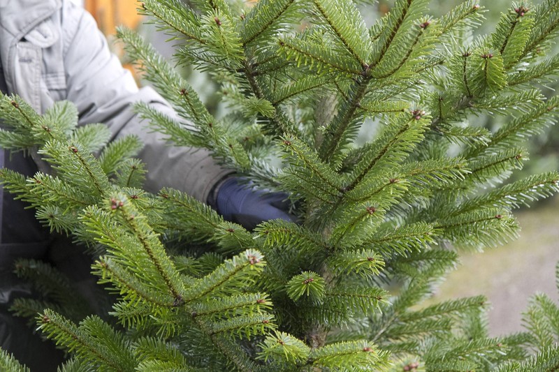 In einem Weihnachtsbaum können bis zu 25.000 Insekten eine Bleibe finden.