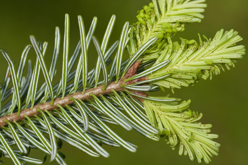 Insekten im Weihnachtsbaum sind meist harmlos. Manche können jedoch deine anderen Pflanzen befallen.