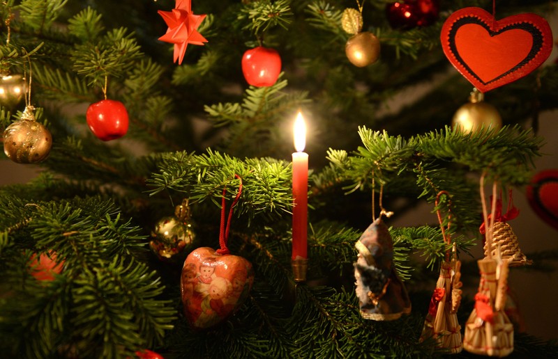 Mit dem Weihnachtsbaum holen wir uns auch jegliche Insekten in die Wohnung.