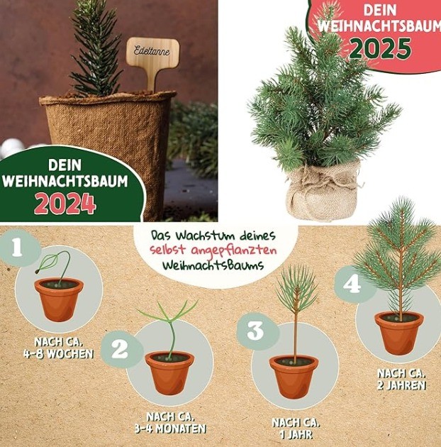 Mit einem Weihnachtsbaum-Anzuchtset kannst du deinen eigenen nachhaltigen Baum ziehen.