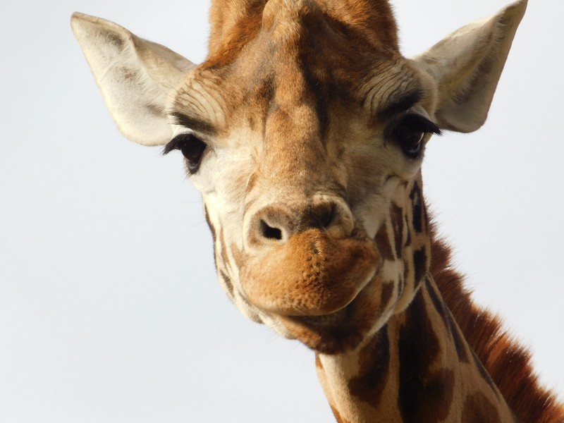 Verzweifelte Giraffen-Mutter rettet ihr 1 Tag altes Baby vor einem Löwen