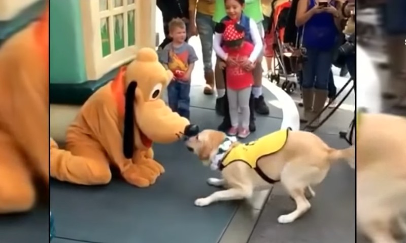Hund trifft Pluto seine Reaktion ist göttlich