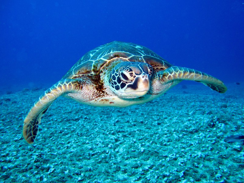 Forscher finden Plastik in mehr als 100 Schildkröten