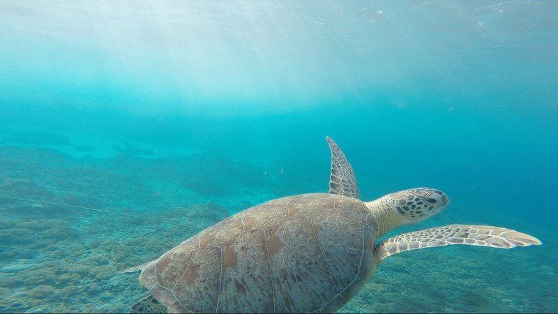 Forscher finden Plastik in mehr als 100 Schildkröten