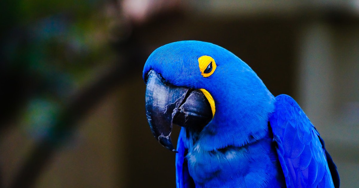 Papagei bleibt allein zuhause – und gibt Online-Bestellung auf