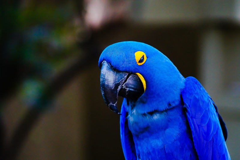 Papagei bleibt allein zuhause – und gibt Online-Bestellung auf