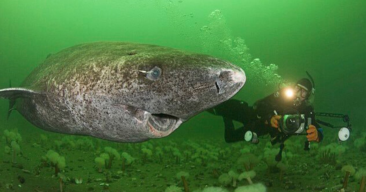 Wissenschaftler finden 512 Jahre alten Hai und so sieht er aus