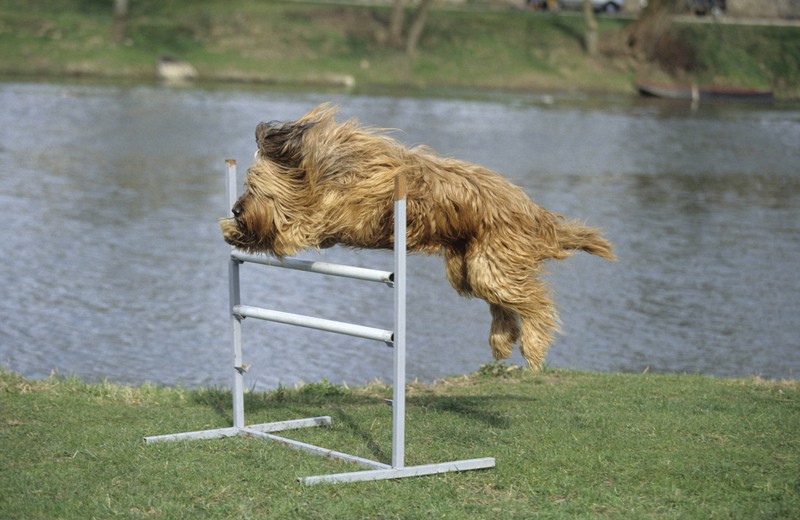 Ein Hund springt über ein Hindernis