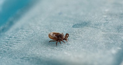Tödliche Zecke breitet sich in Deutschland aus