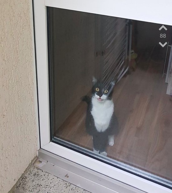 Von der eigenen Katze auf dem Balkon ausgesperrt – doch zum Glück gibt es Jodel