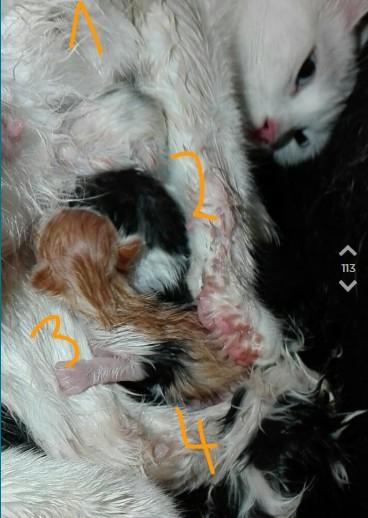 Die Katze von OJ's Mitbewohnerin bringt ihre Babies zur Welt, aber OJ weiß nicht, was zu tun ist