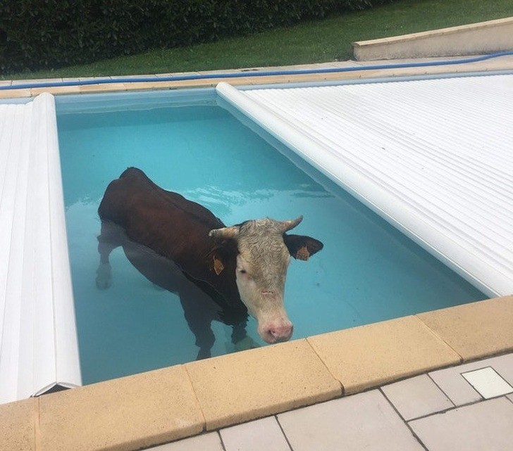 Wie ist die Kuh in den Pool gekommen? Fragen über Fragen, die sich bei dem Bild auftun.
