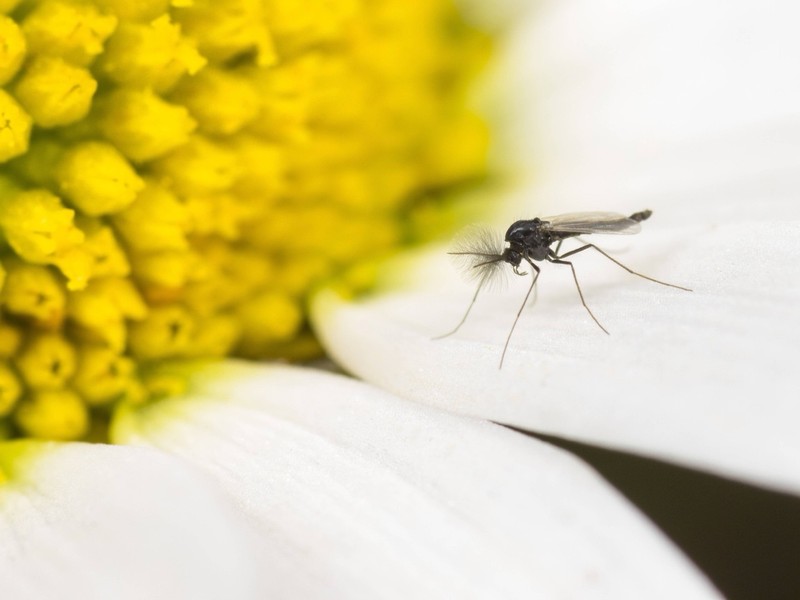 Trauermücken auf Topfpflanzen können lästig sein.