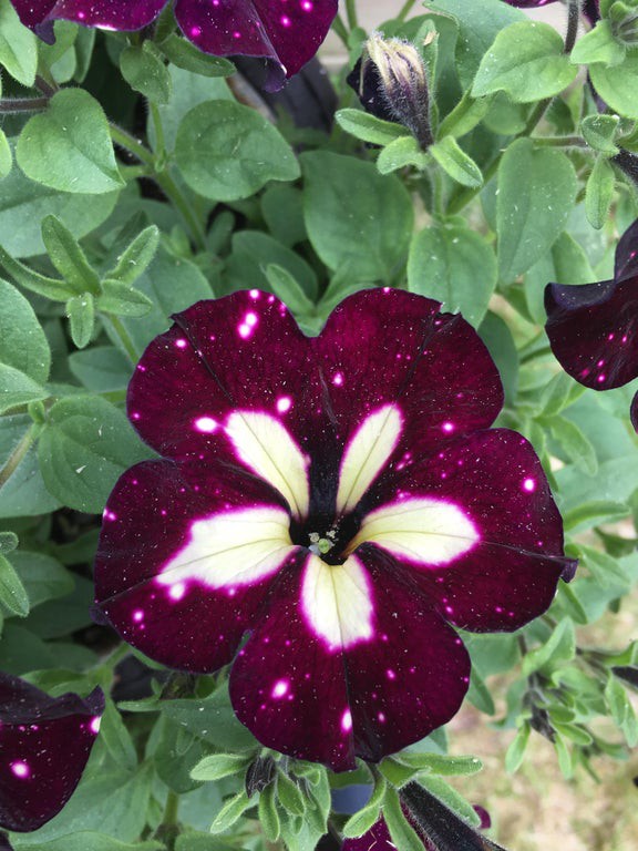 Man sieht eine optische Täuschung in Form einer Blüte, auf der eine Galerie zu sehen ist.
