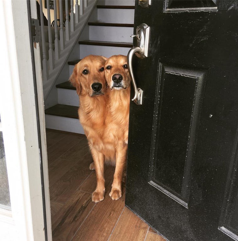 Man sieht eine optische Täuschung in Form von zwei Hunden.