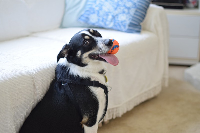 Dieses Bild zeigt einen Hund, der mit einem kleinen Hundespielzeugt spielt.
