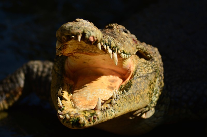 Ein erfundener Biss vom Krokodil eignet sich immer gut als Ausrede für eine Krankschreibung.