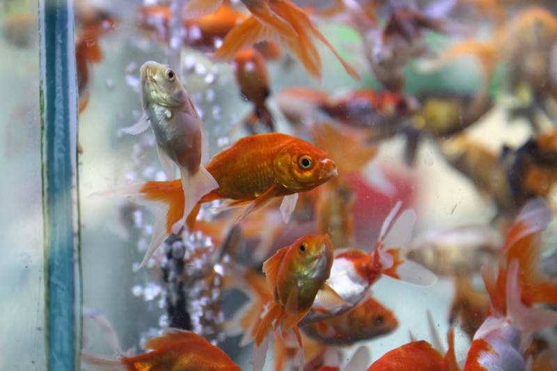 Ein Reddit-User teilt, dass jemand eine Krankschreibung wollte, weil sein Fisch angeblich Babys bekommen hat.