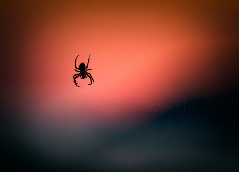 Dieses Bild zeigt eine Spinne, vor der viele Menschen Angst haben.