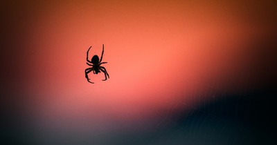 Studie deckt auf: Zu dieser Zeit sollen Spinnen hervorkriechen