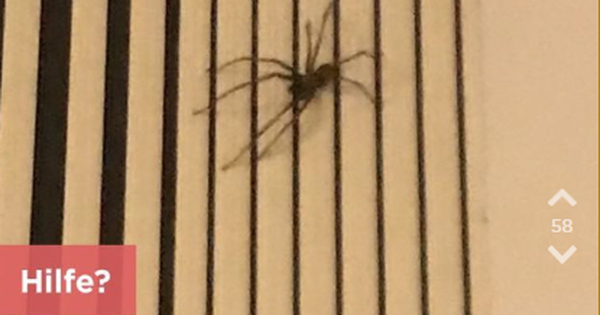 OJ findet eine riesige Spinne in ihrer Wohnung - da eilen die Jodler zu Hilfe