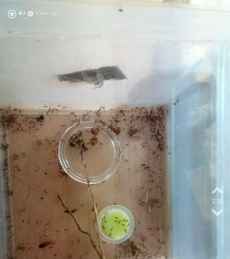 Bild einer Ameisenzucht von Jodel