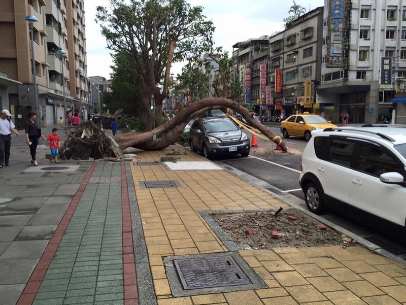 Baum windet sich um ein Auto ohne es zu zerstören.