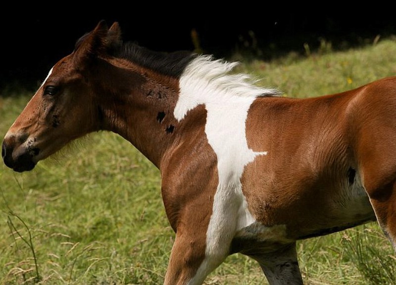 Fohlen mit Pferdefleck