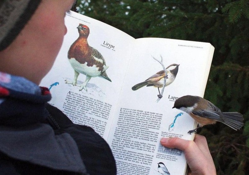 Kind liest in einem Buch über Vögel, während der Vogel auf dem Buch sitzt.