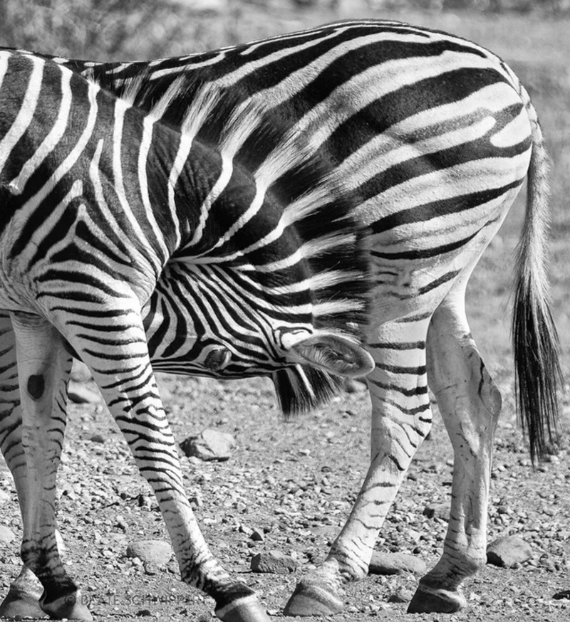 Zwei Zebras ergeben eine optische Täuschung.